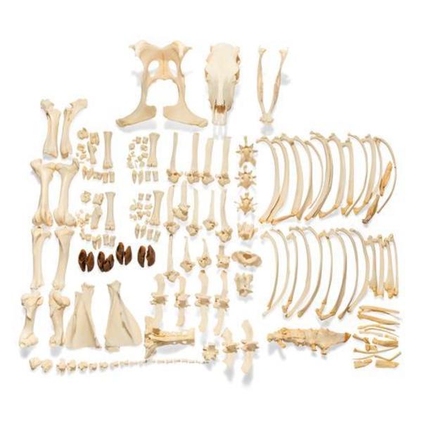 3B Scientific Cow Skeleton, w/o Horns, Disarticulated 1020975